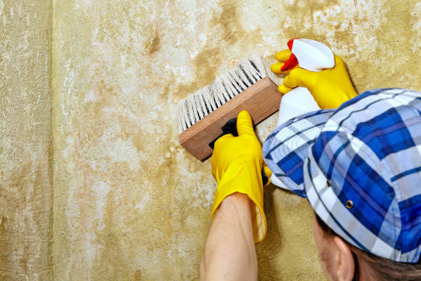 Best HVAC Mold Inspection and Cleaning  in Colton, CA