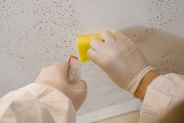 Best Post-Construction Mold Inspection  in Colton, CA