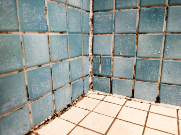 Best Attic Mold Removal  in Colton, CA