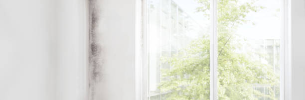 Best Dehumidification Services  in Colton, CA