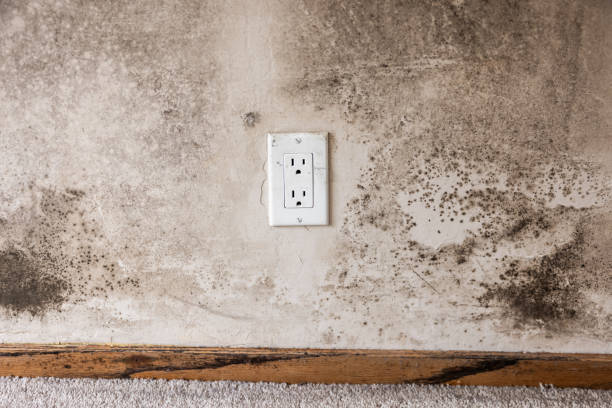 Dehumidification Services in Colton, CA