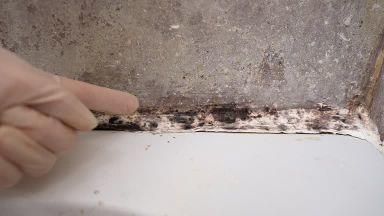 Best Airborne Mold Testing  in Colton, CA