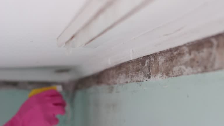 Best Water Damage & Mold Remediation  in Colton, CA