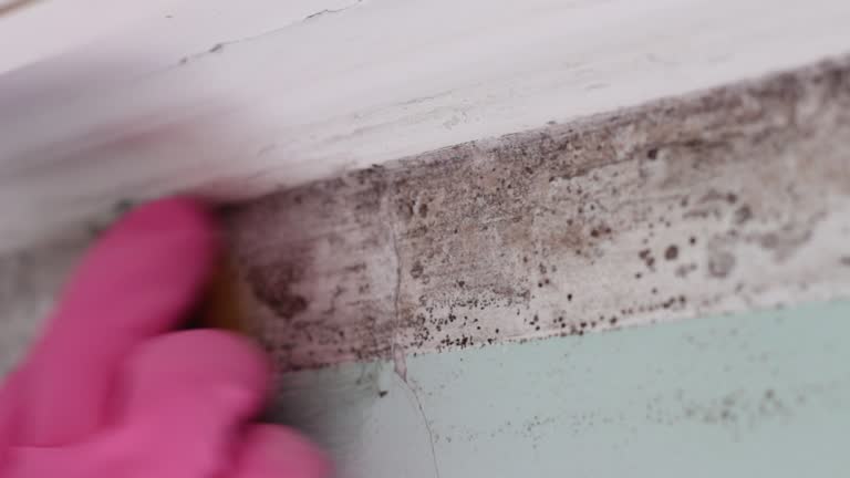 Best Basement Mold Removal  in Colton, CA